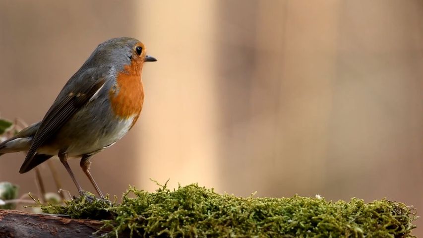 鳥，鳥類，座っている，止まり木の無料動画 - Bing背景動画