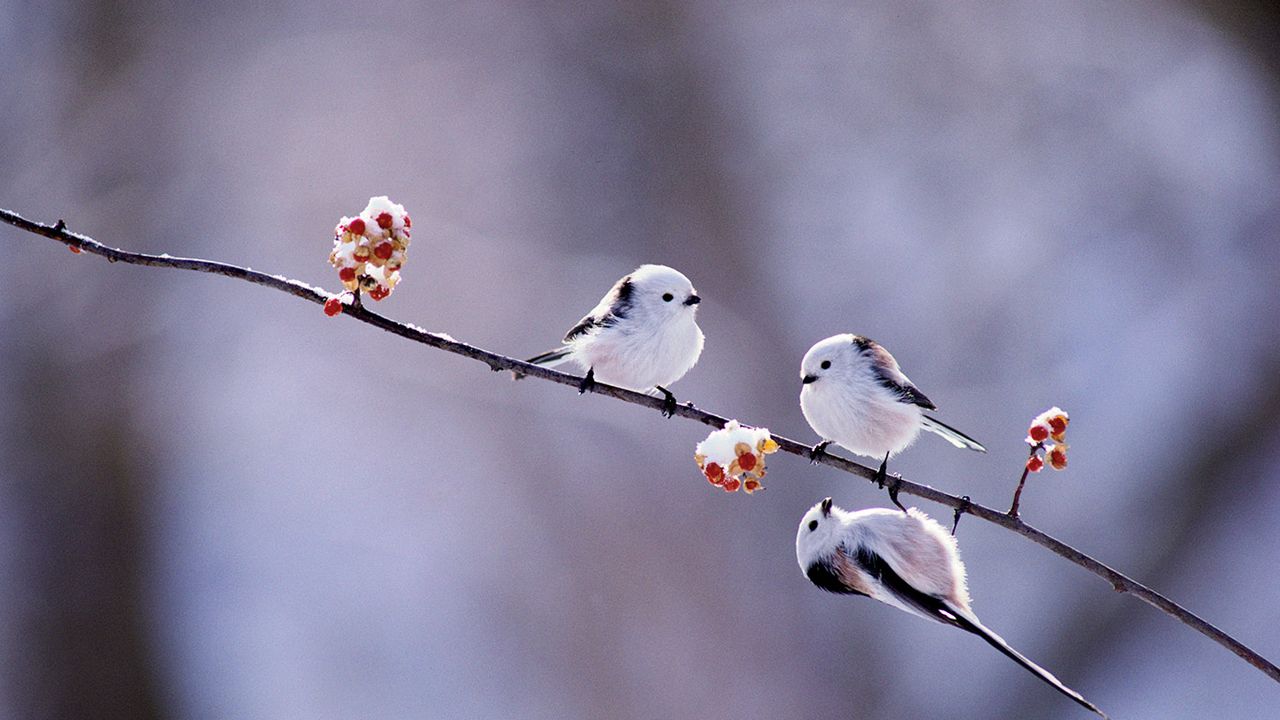 ｢ツルウメモドキにとまるシマエナガ｣北海道 