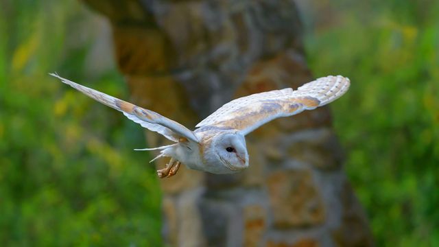 「メンフクロウの飛翔」