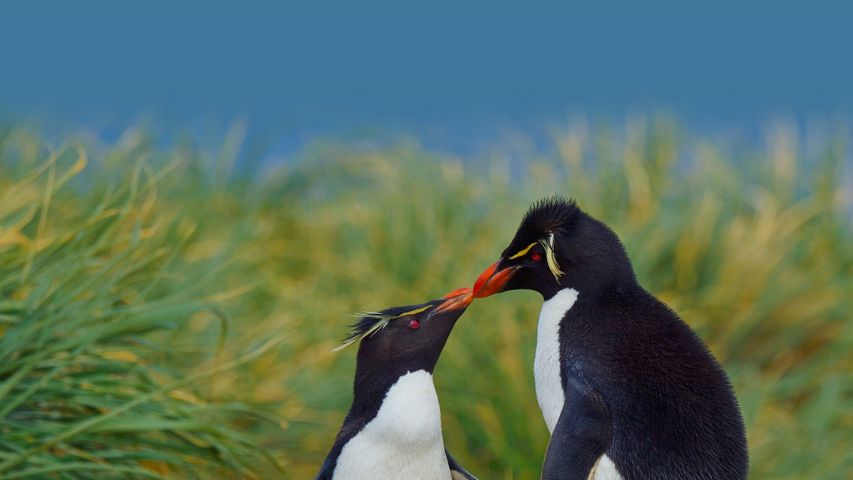 優しいキスをするイワトビペンギン, イギリス