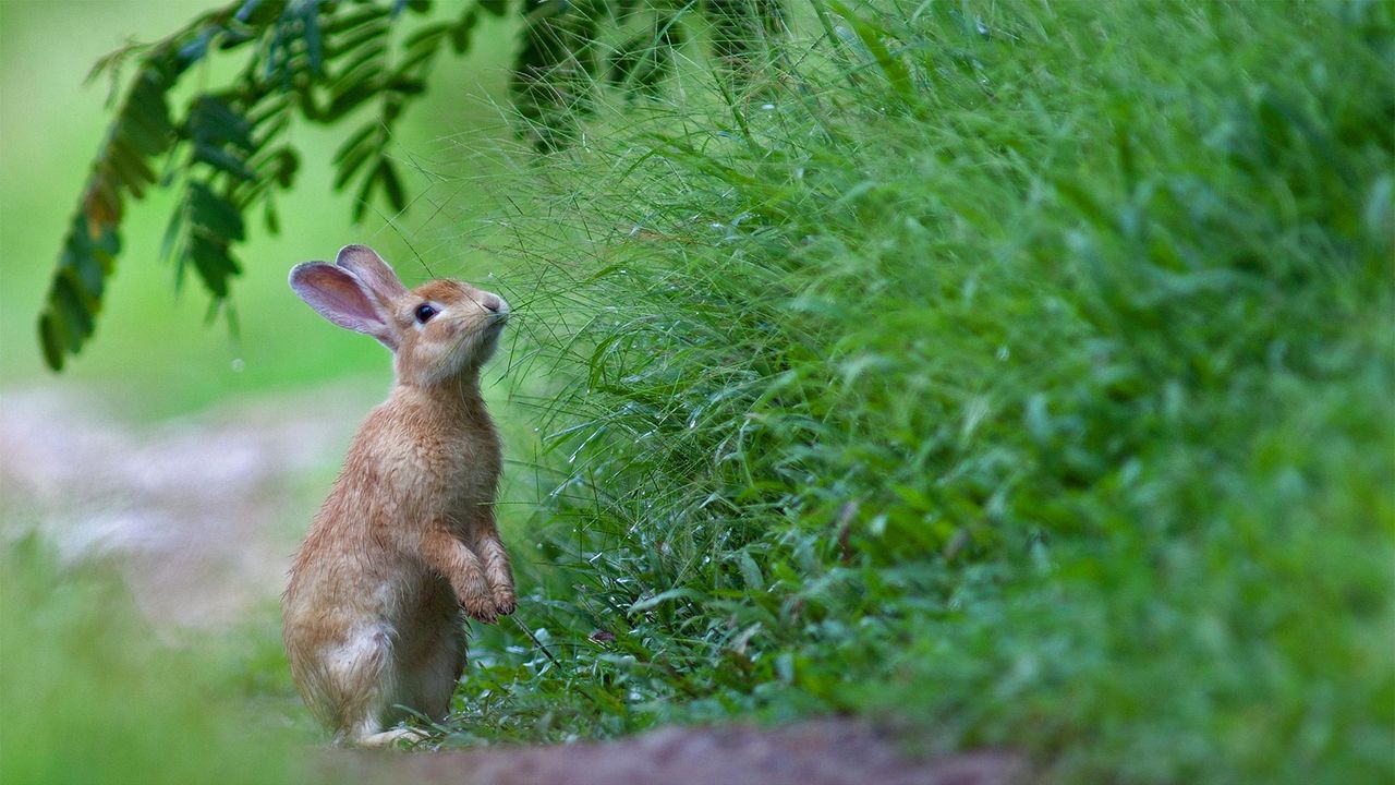 ｢新緑とアナウサギ｣