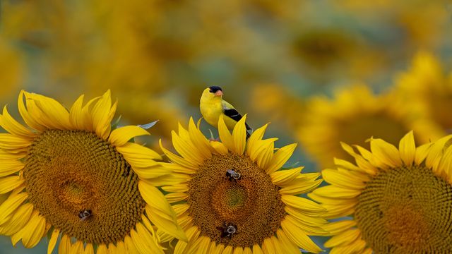 オウゴンヒワとヒマワリ, 米国 サウスカロライナ州