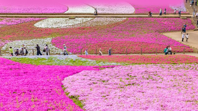 羊山公園, 埼玉県