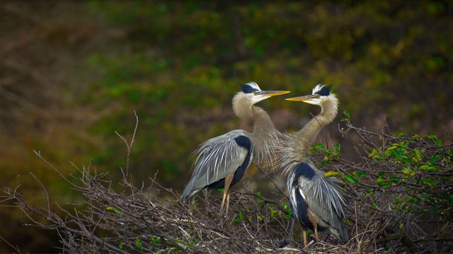 ｢オオアオサギ｣米国, フロリダ州