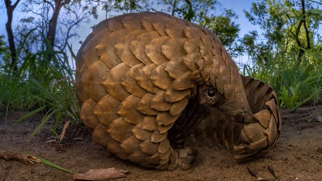 「サバンナセンザンコウ」モザンビーク, ゴロンゴーザ国立公園
