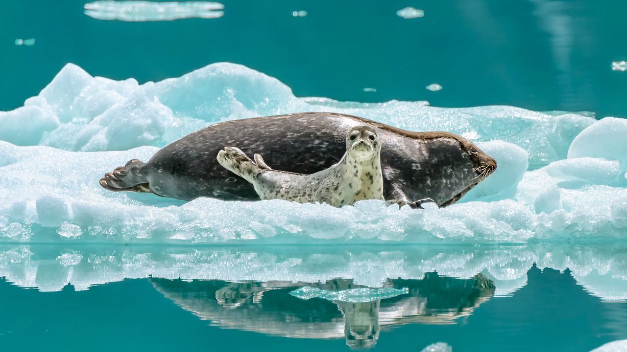 浮氷でくつろぐ親子アザラシ, アラスカ