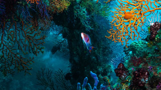 珊瑚綺麗❗️ 珊瑚礁の聖地で潜る！座間味島でダイビングの魅力とは？