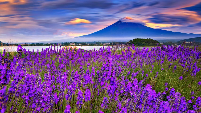 湖畔に咲き誇るラベンダーと富士山, 河口湖