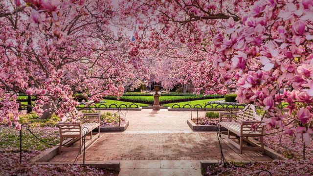 「ナショナル・モールの桜」アメリカ, ワシントンD.C.
