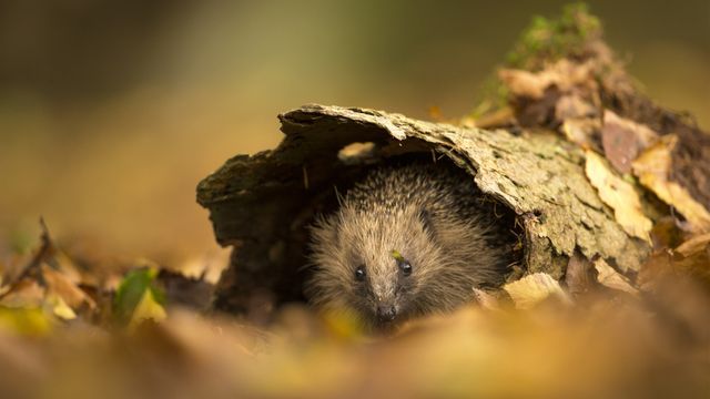 ナミハリネズミ, イギリス サセックス