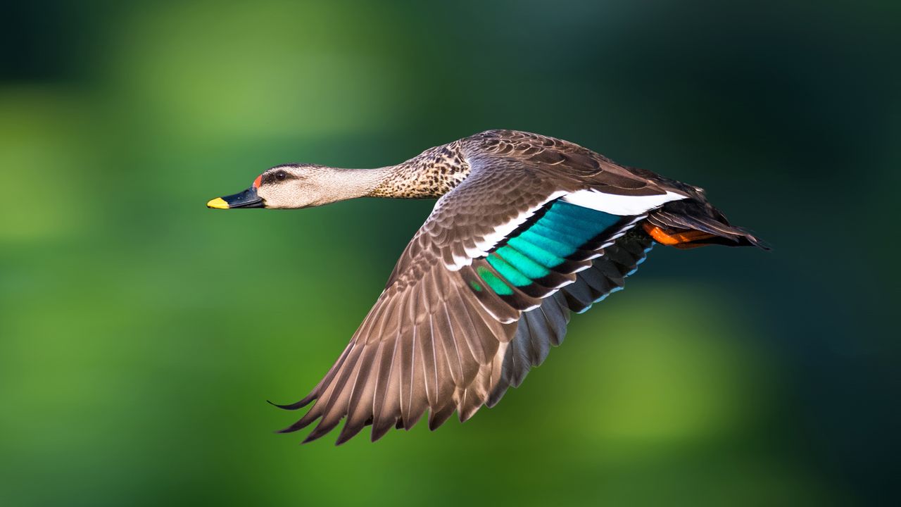 幸せそうに羽ばたくカルガモ, 日本