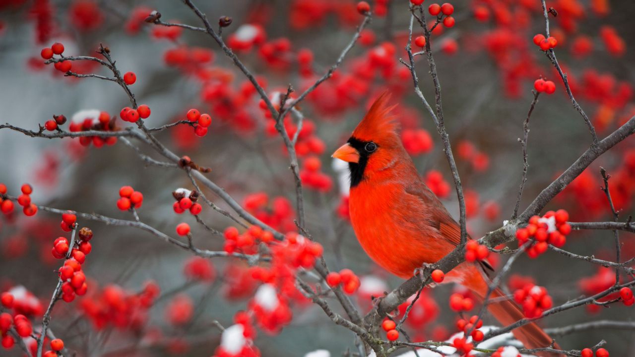 ショウジョウコウカンチョウ, 米国 イリノイ州