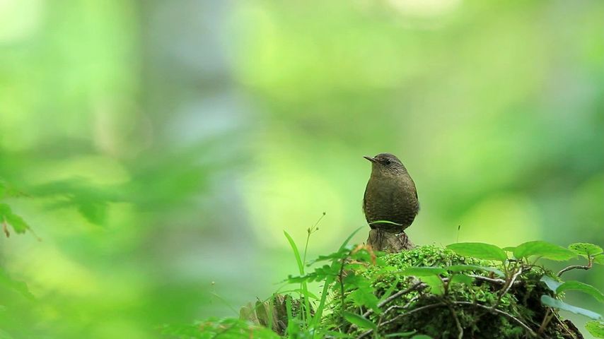 緑，動物，屋外，鳥の無料動画 - Bing背景動画