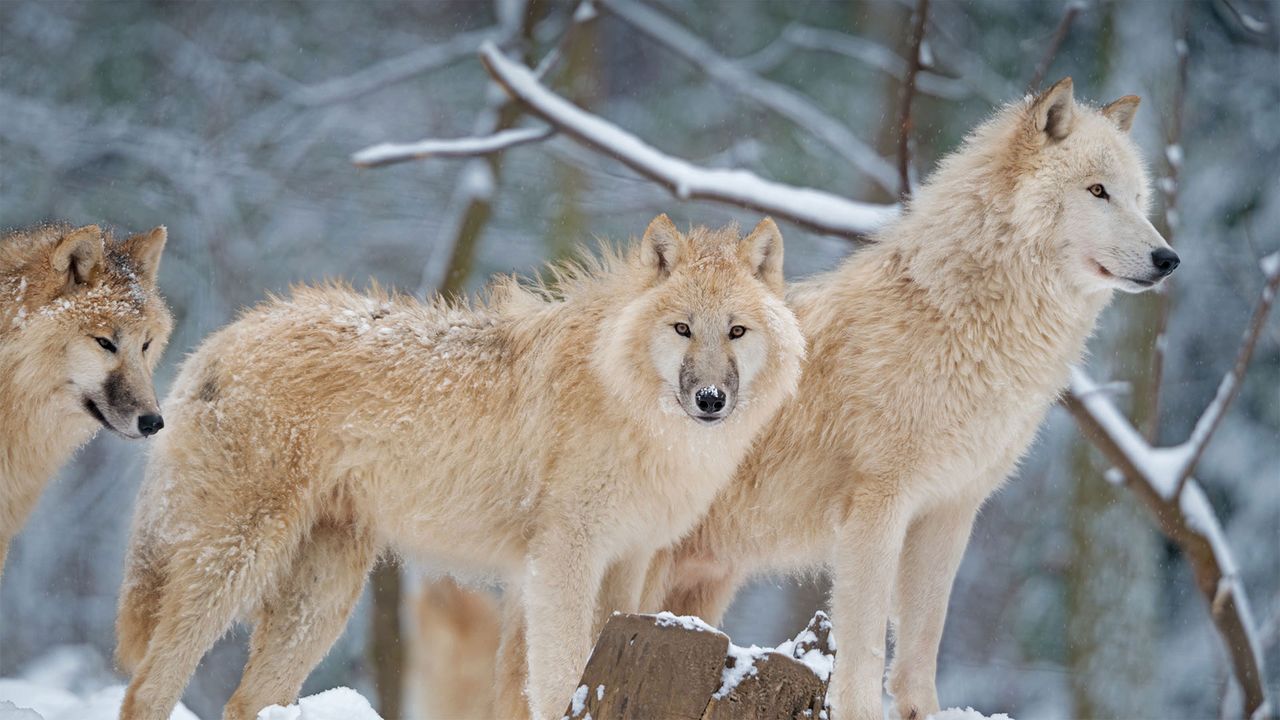 ｢ホッキョクオオカミの家族｣カナダ