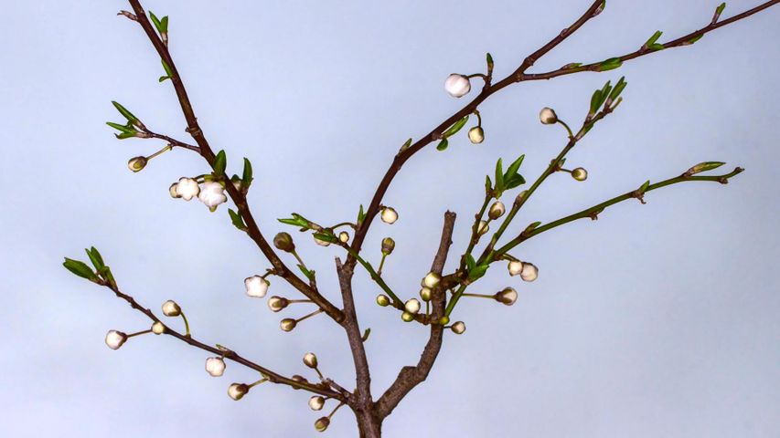 木, 止まり木, 支店, 花, twig, 工場, ブランチレット