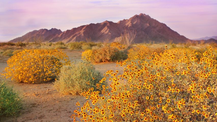 ソノラ砂漠, 米国 アリゾナ州