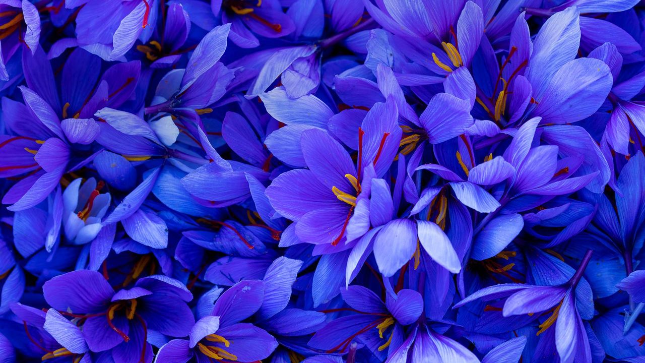 ｢サフランの花｣スペイン, カタルーニャ州