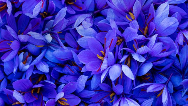 「サフランの花」スペイン, カタルーニャ州
