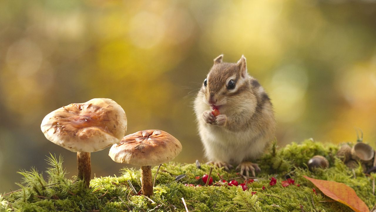 ｢木の実を食べるシマリス｣