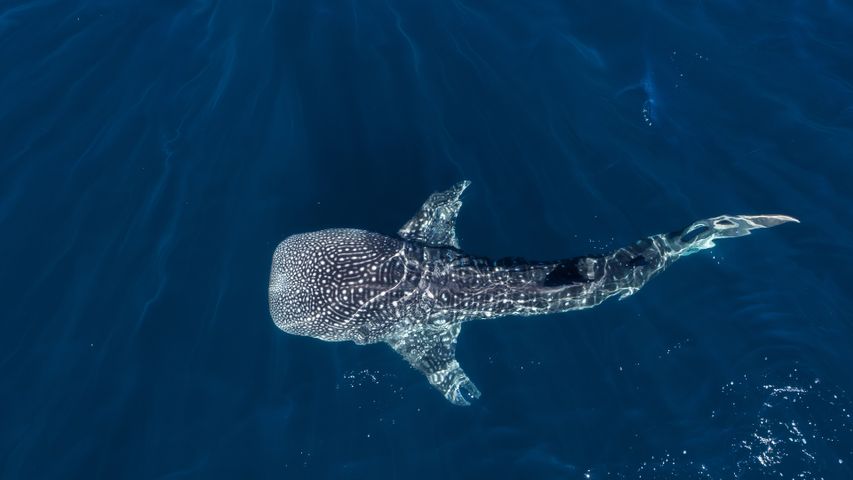 クジラ、それともサメ?