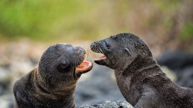 「ガラパゴスアシカの子どもたち」エクアドル, サンチャゴ島
