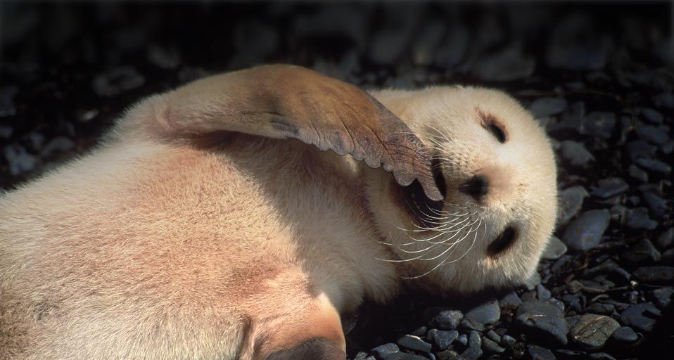 ｢ミナミオットセイ｣南極