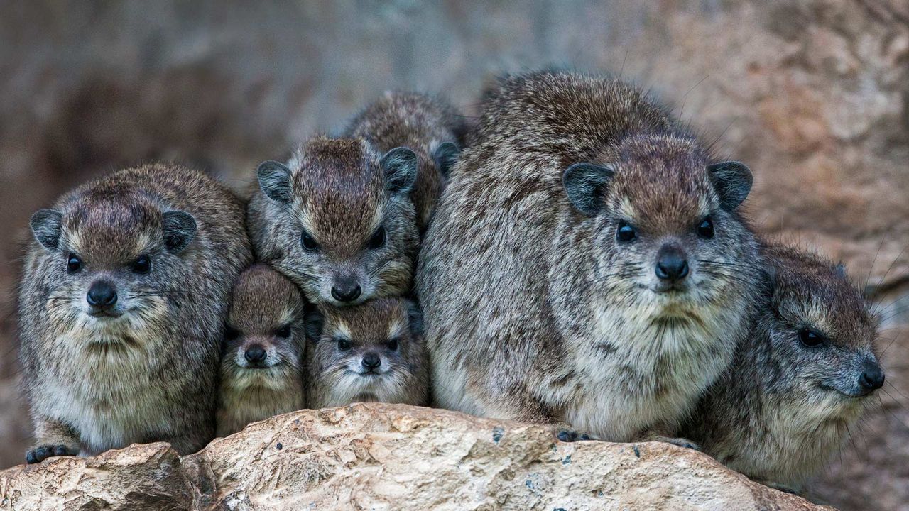 ｢ハイラックスの家族｣ケニア, マサイマラ国立保護区 