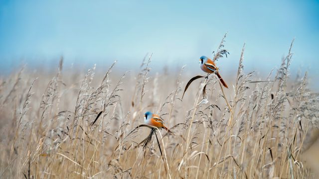 ヒゲガラ, オランダ フレヴォラント州
