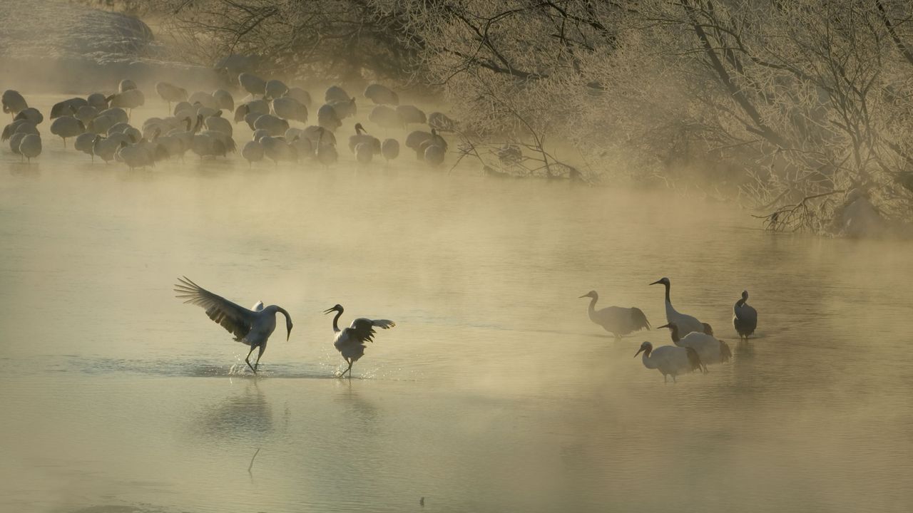 求愛ダンスを舞うタンチョウ, 北海道