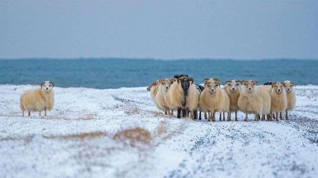 「アイスランディックシープの群れ」アイスランド