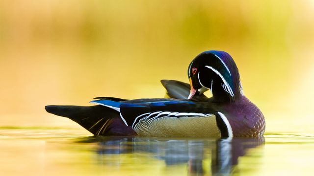 アメリカオシ, カナダ ケベック州