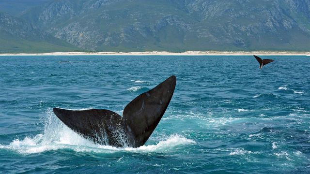 ｢ミナミセミクジラの尾びれ｣南アフリカ, ヘルマナス沖