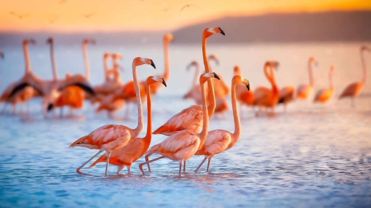 夕焼けのフラミンゴ, メキシコ ユカタン半島