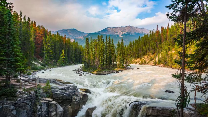 木, 秋, 山, 自然, 水, 風景, 森林