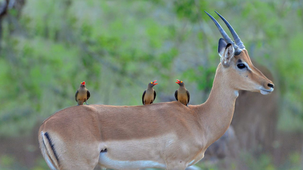 ｢インパラとウシツツキ｣南アフリカ, クルーガー国立公園