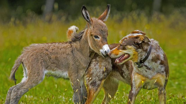 「ロバと犬の友だち」オーストラリア, メルボルン