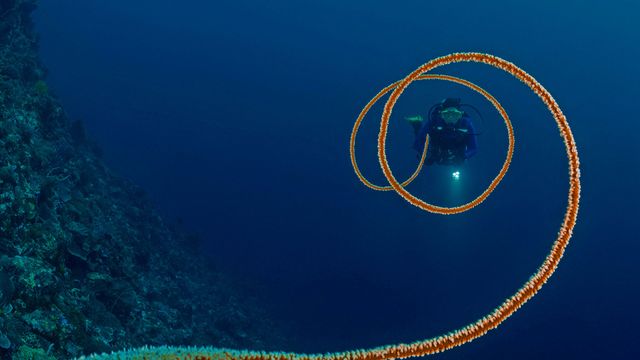 「ダイバーとムチカラマツ」インドネシア