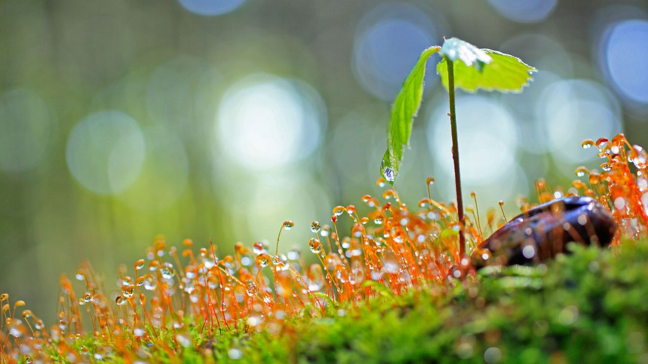 ｢オークの新芽｣ 