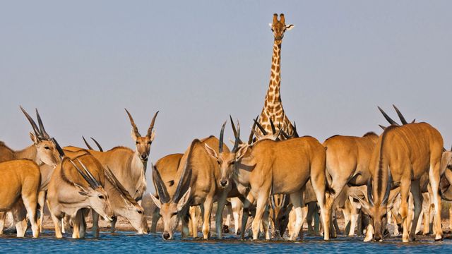 「エランドの群れとキリン」ナミビア, エトーシャ自然公園