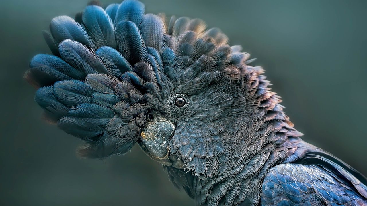 ヤシオウム, オーストラリア