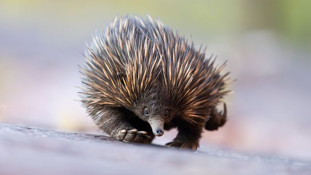 ハリモグラ, オーストラリア