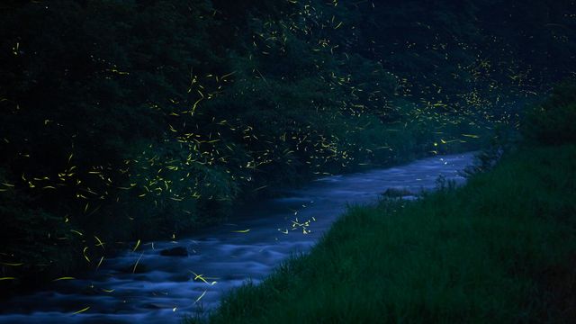 「福万来ホタル乃国」鳥取県, 日南町