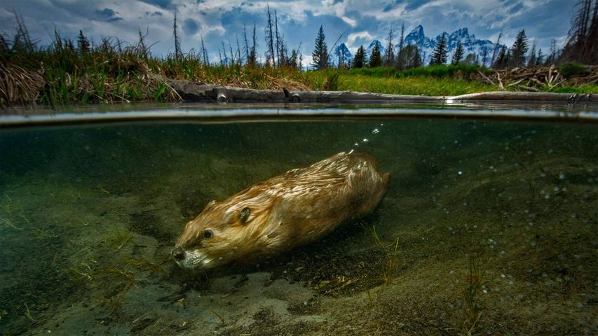 ｢水中のビーバー｣米国ワイオミング州, グランドティトン国立公園