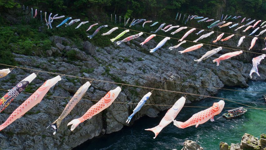 大歩危峡に泳ぐ鯉のぼり, 徳島県