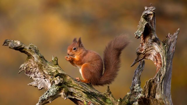 「キタリス」イギリス, スコットランド