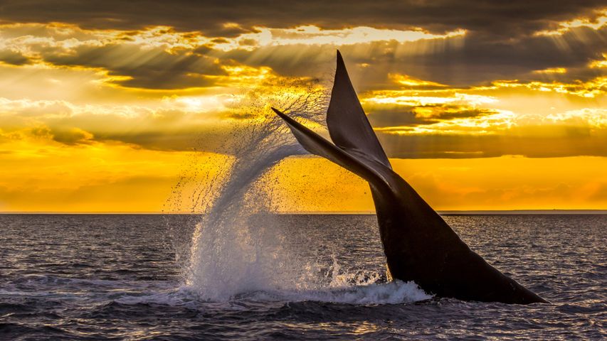 バルデス半島沖のミナミセミクジラ, アルゼンチン