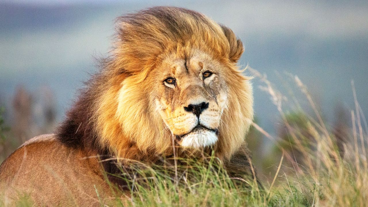 寝そべるライオン - Windows スポットライト壁紙 | 高画質4Kダウンロード