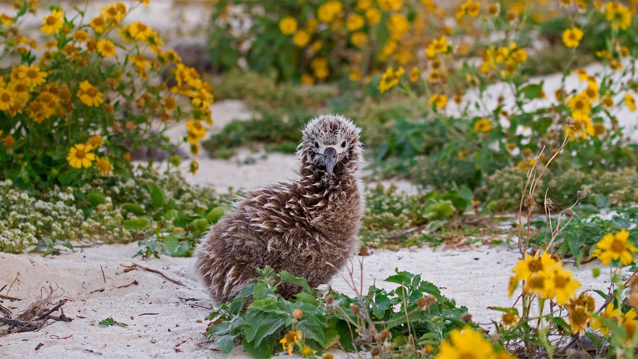 ｢コアホウドリの赤ちゃん｣米国北西ハワイ諸島, ミッドウェー環礁