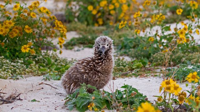 「コアホウドリの赤ちゃん」米国北西ハワイ諸島, ミッドウェー環礁