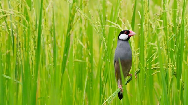 「田んぼの文鳥」タイ, バンコク